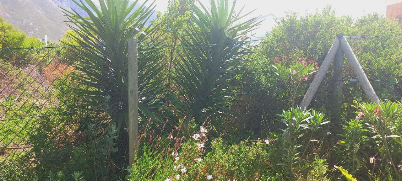 Cat Nap Cottage Bettyʼs Bay Exterior foto
